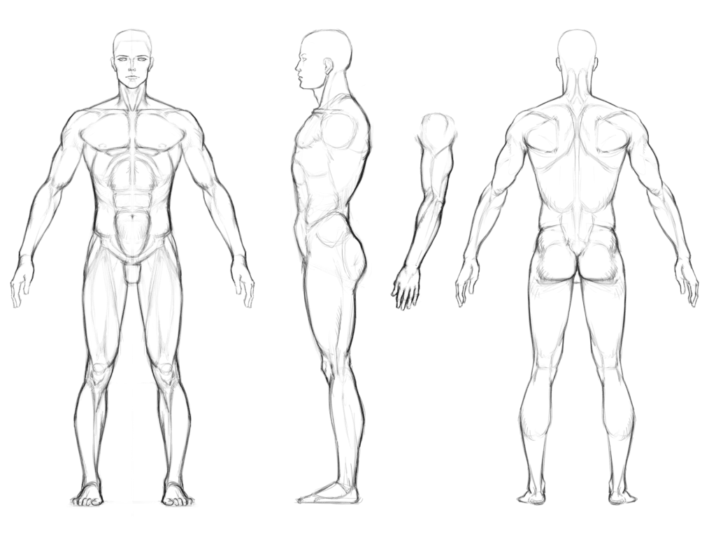 Mastering The Art How To Draw A Human Body Like A Pro