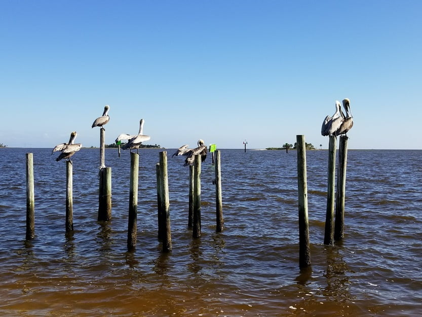 Bird Watching at Horseshoe Beach, Florida